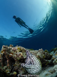 Honeycomb moray eel by Joerg Blessing 